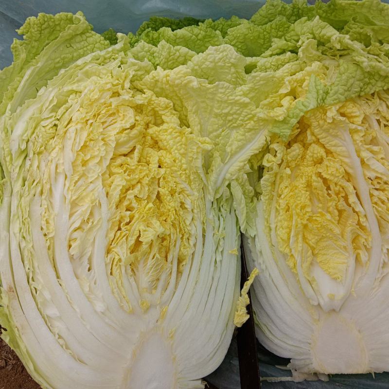 【精品】黄心大白菜，保质保量，河北邯郸产地直发，现摘现发