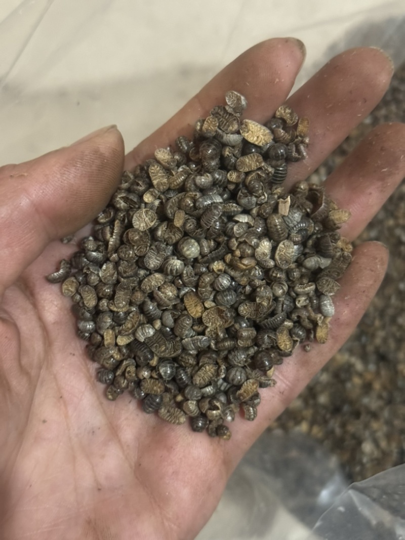 鼠妇虫潮虫鼠姑保庆药业批发潮虫鼠妇虫地虱