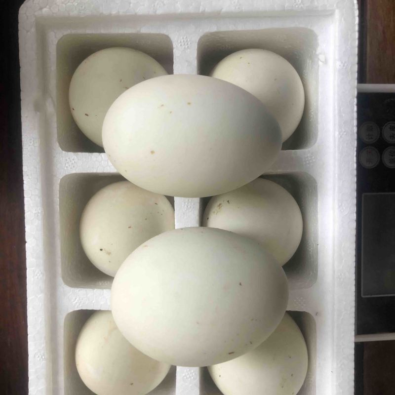 熟鹅蛋，咸鹅蛋，咸雁鹅蛋，双黄蛋，一件代发