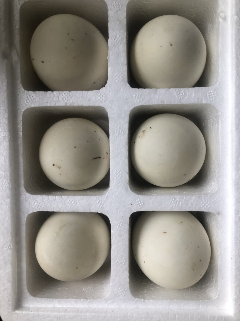 熟鹅蛋，咸鹅蛋，咸雁鹅蛋，双黄蛋，一件代发