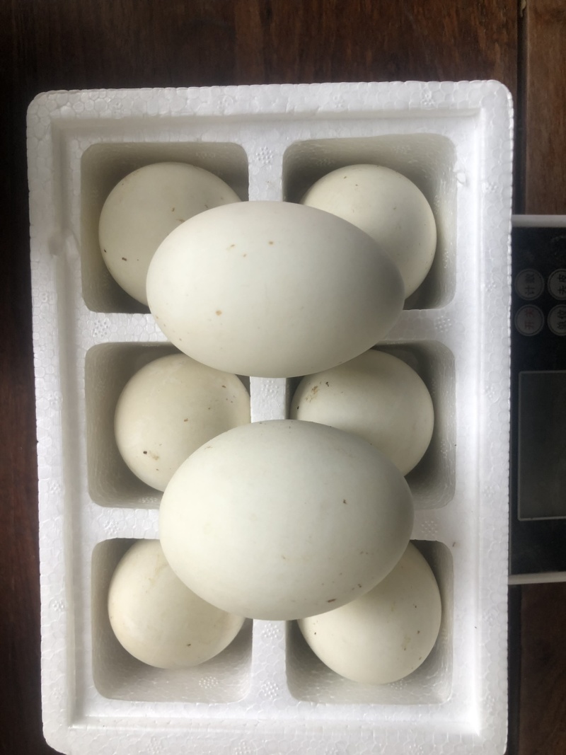 熟鹅蛋，咸鹅蛋，咸雁鹅蛋，双黄蛋，一件代发