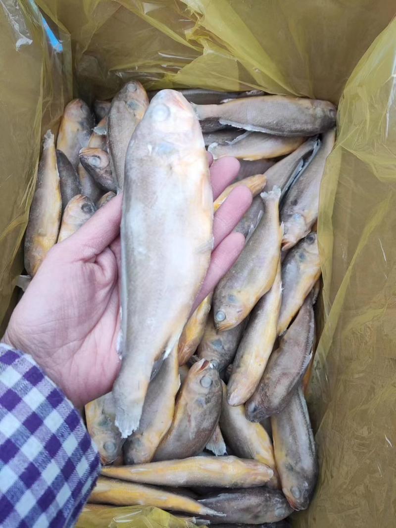 优质冷冻小黄鱼，品质好，价格低，欢迎全国客商前来选购