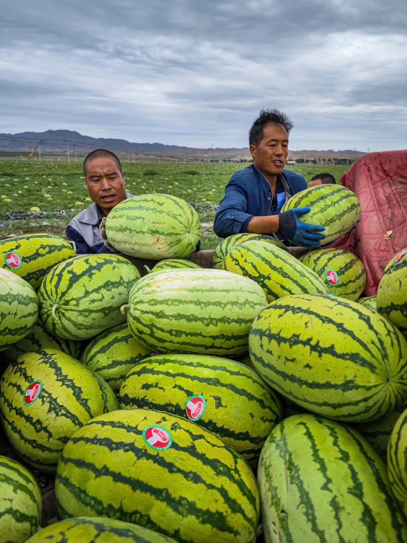 正宗干旱地带硒砂瓜大红瓤小薄皮又脆又甜产地代发