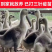 狮头鹅苗包防疫包运输包成活率货到满意付款诚意服务