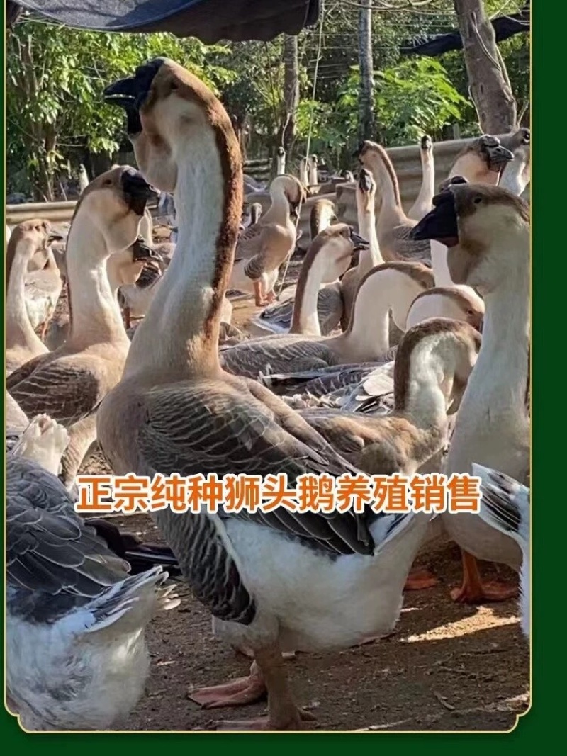 狮头鹅苗包防疫包运输包成活率货到满意付款诚意服务