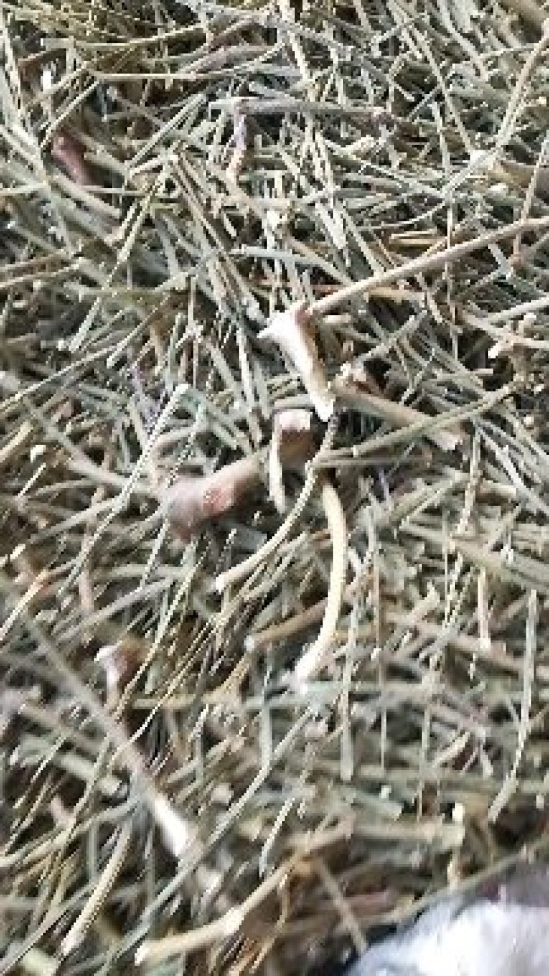 槲寄生，螃蟹脚，都是来自深山古树上采收，长年有货