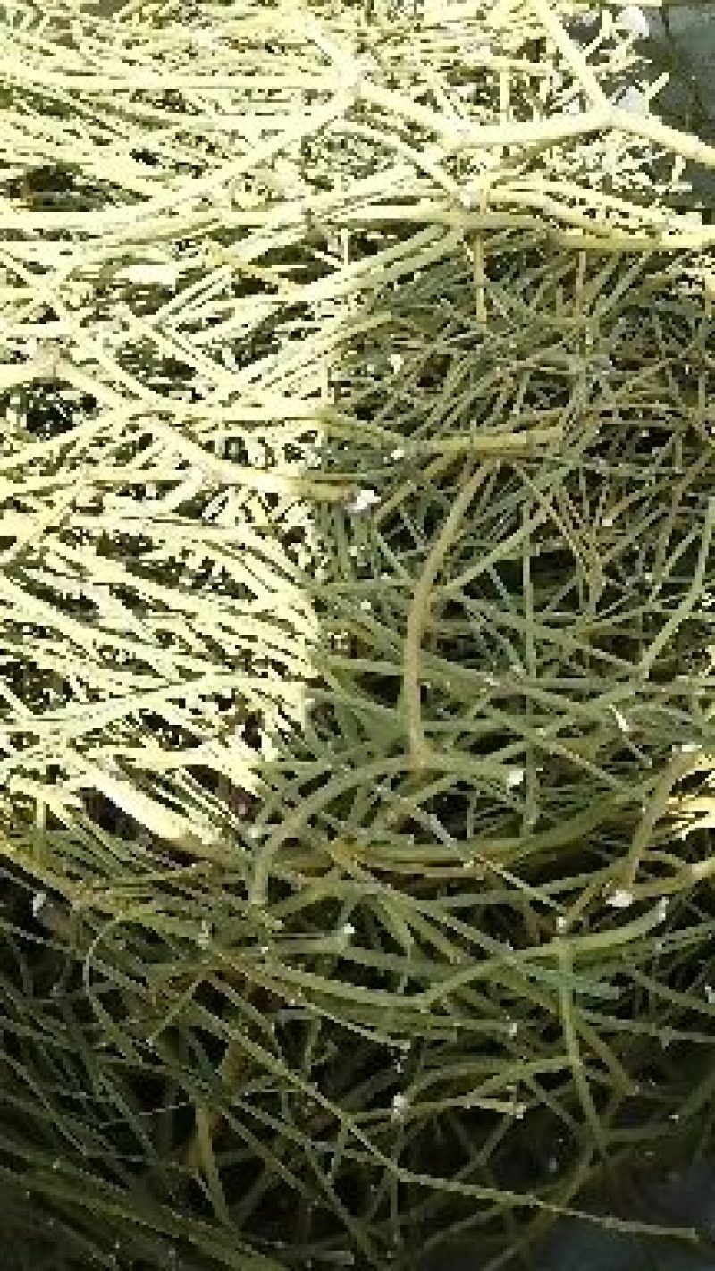 槲寄生，螃蟹脚，都是来自深山古树上采收，长年有货