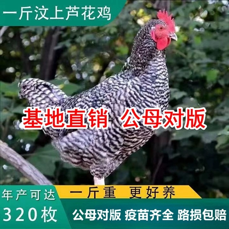 芦花鸡苗包防疫包运输包成活率货到满意付款诚意服务