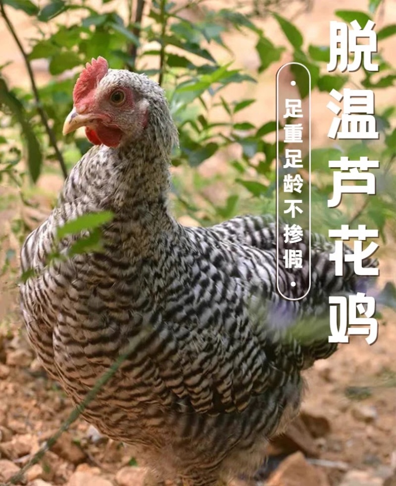 芦花鸡苗包防疫包运输包成活率货到满意付款诚意经验