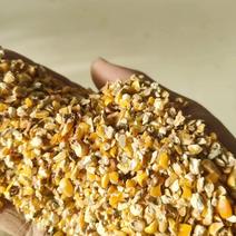碎玉米碎玉米精粮无土无沙无霉变适用于家禽等