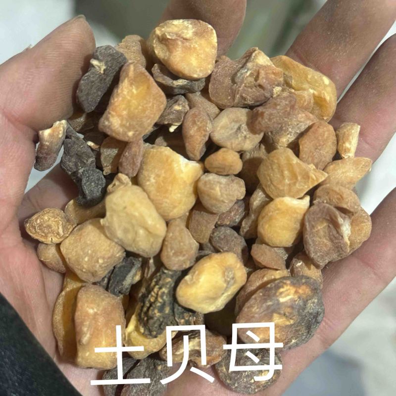 土贝母实物拍摄土贝母贝母保庆药材批发土贝母