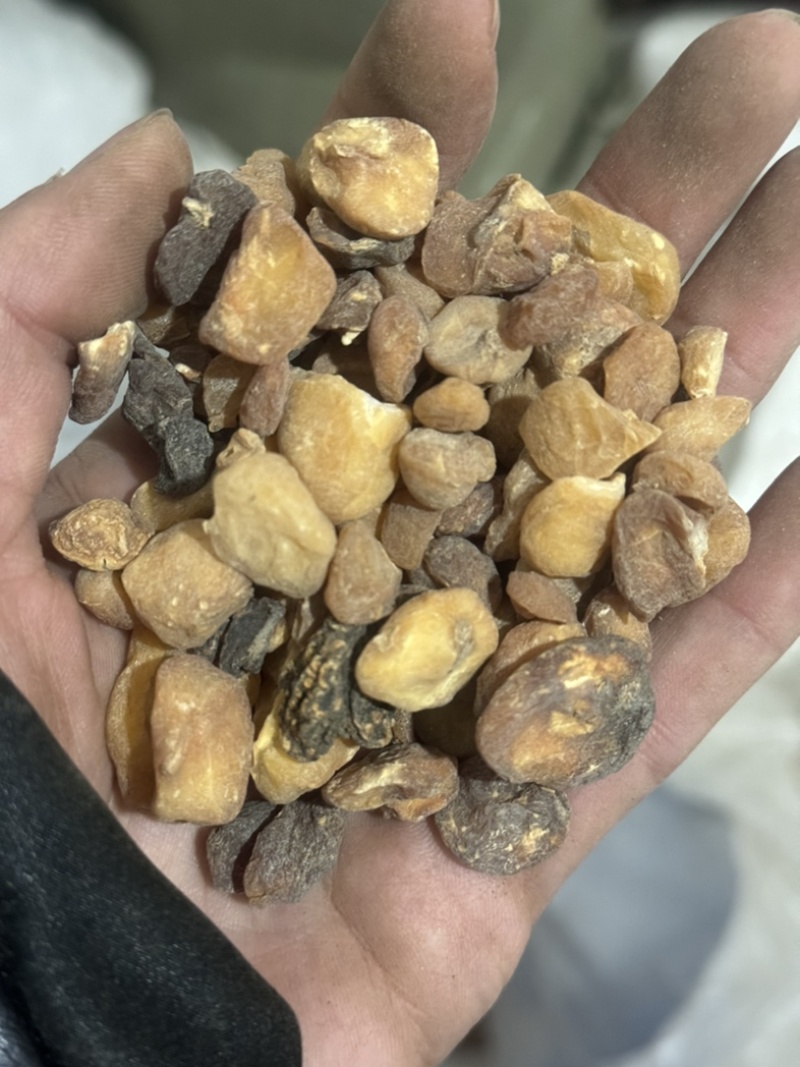 土贝母实物拍摄土贝母贝母保庆药材批发土贝母