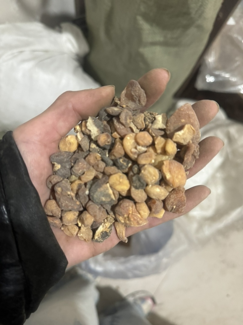 土贝母实物拍摄土贝母贝母保庆药材批发土贝母