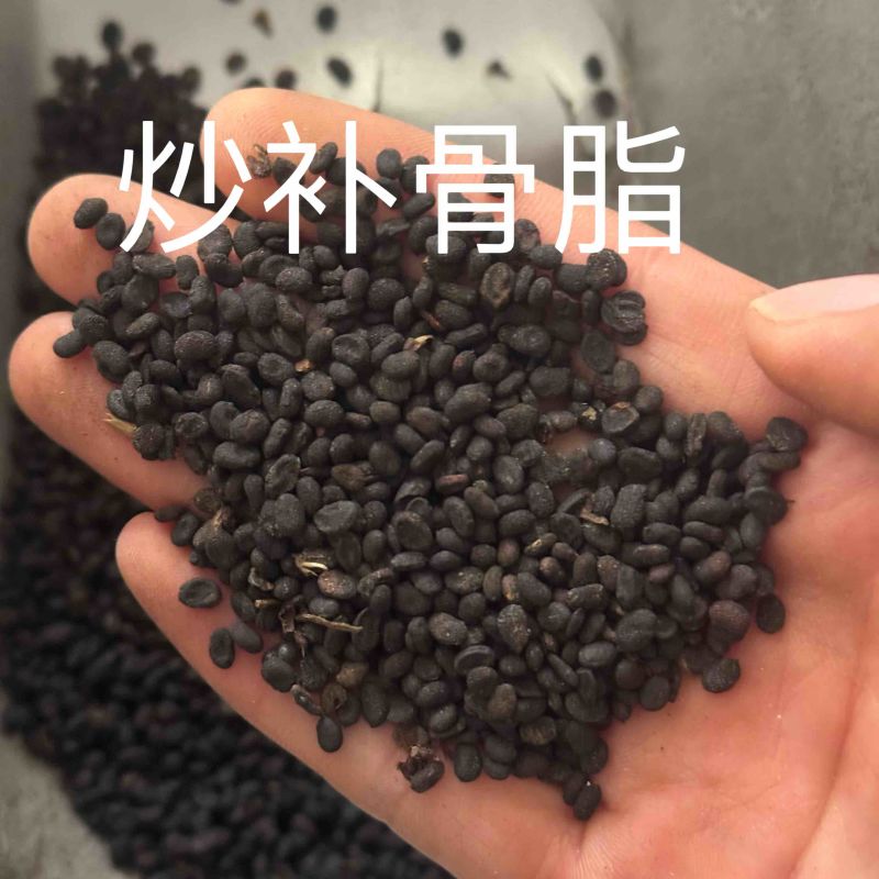 炒补骨脂实物拍摄保庆药批发炒补骨脂破故纸
