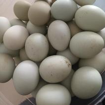 农家散养绿壳土鸡蛋