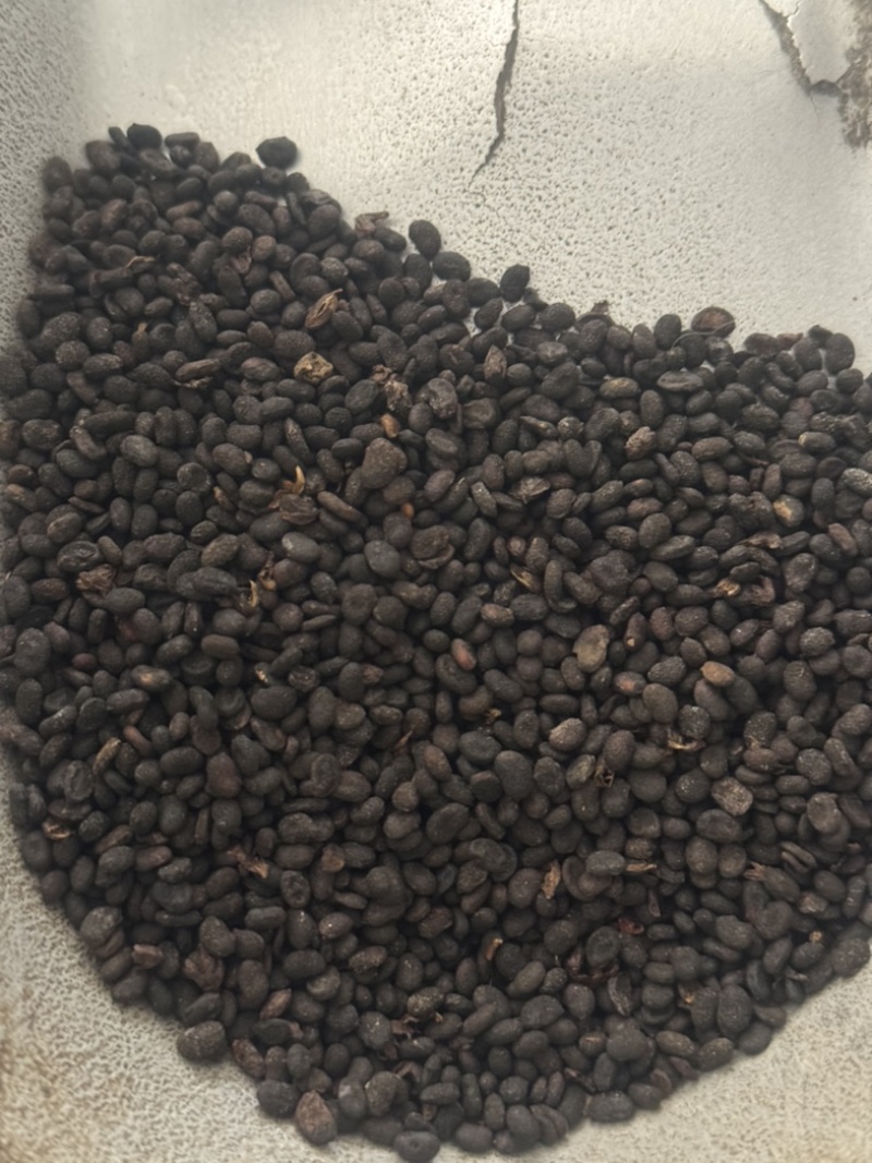 炒补骨脂实物拍摄保庆药批发炒补骨脂破故纸