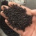 炒补骨脂实物拍摄保庆药批发炒补骨脂破故纸