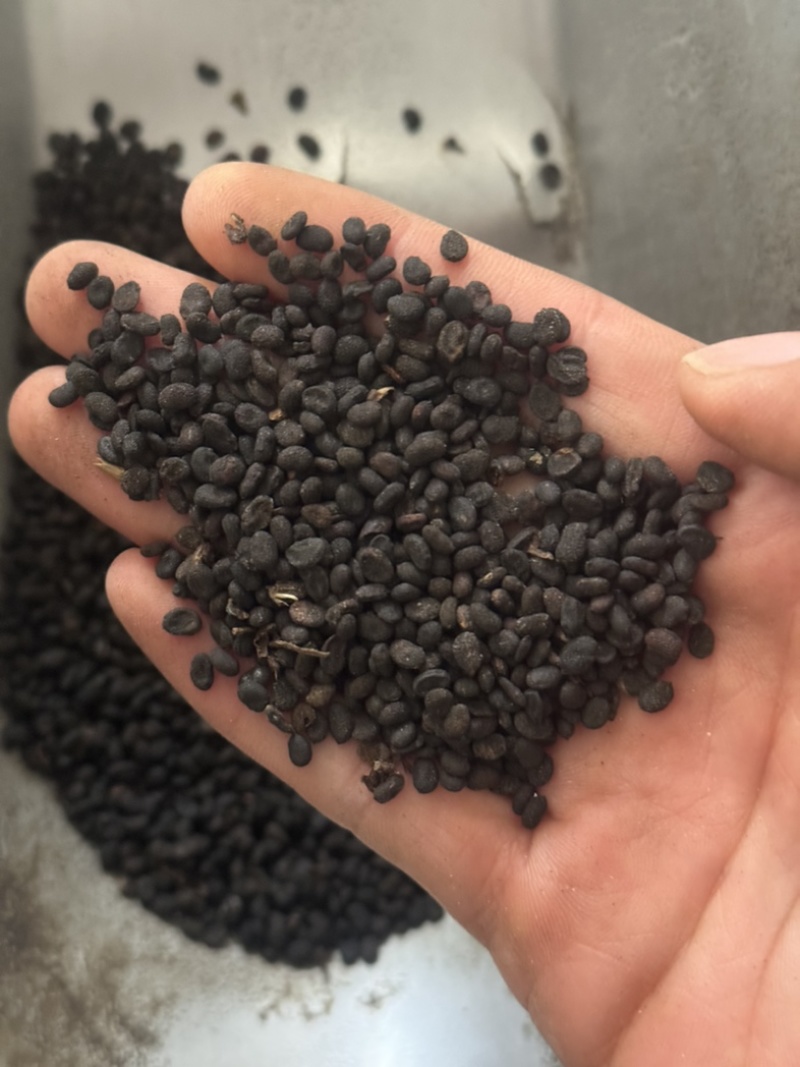 炒补骨脂实物拍摄保庆药批发炒补骨脂破故纸