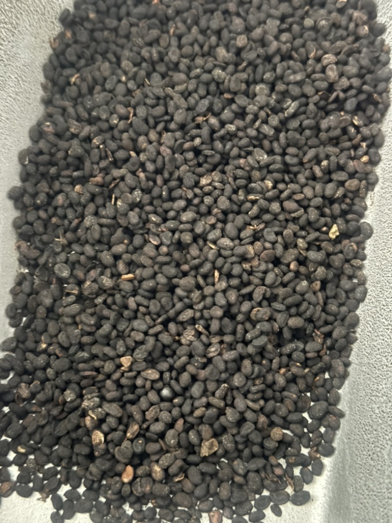 炒补骨脂实物拍摄保庆药批发炒补骨脂破故纸