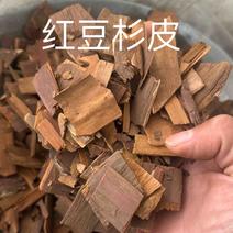 红豆杉红豆杉皮中药材红豆杉实物拍摄保庆药业