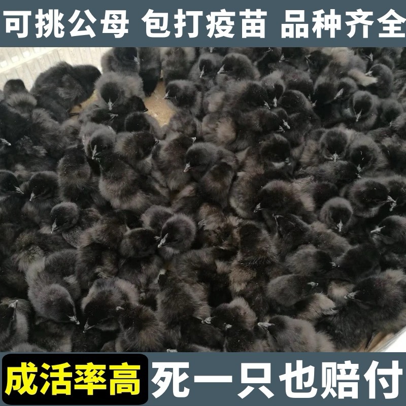 芦花鸡苗包防疫包运输包成活率货到满意付款诚意出售