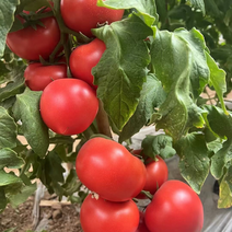 河北硬粉西红柿、大棚种植，对接各大商超、电商平台