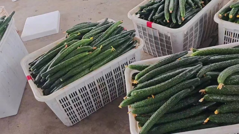 精品河南密刺黄瓜品质好产地直发一手货源量大从优