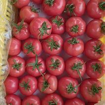 普罗旺斯水果西红柿陕西西红柿常年代办，包装工人全部到