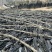 2025福建特级干海带天然日晒厚海带散装干货特产