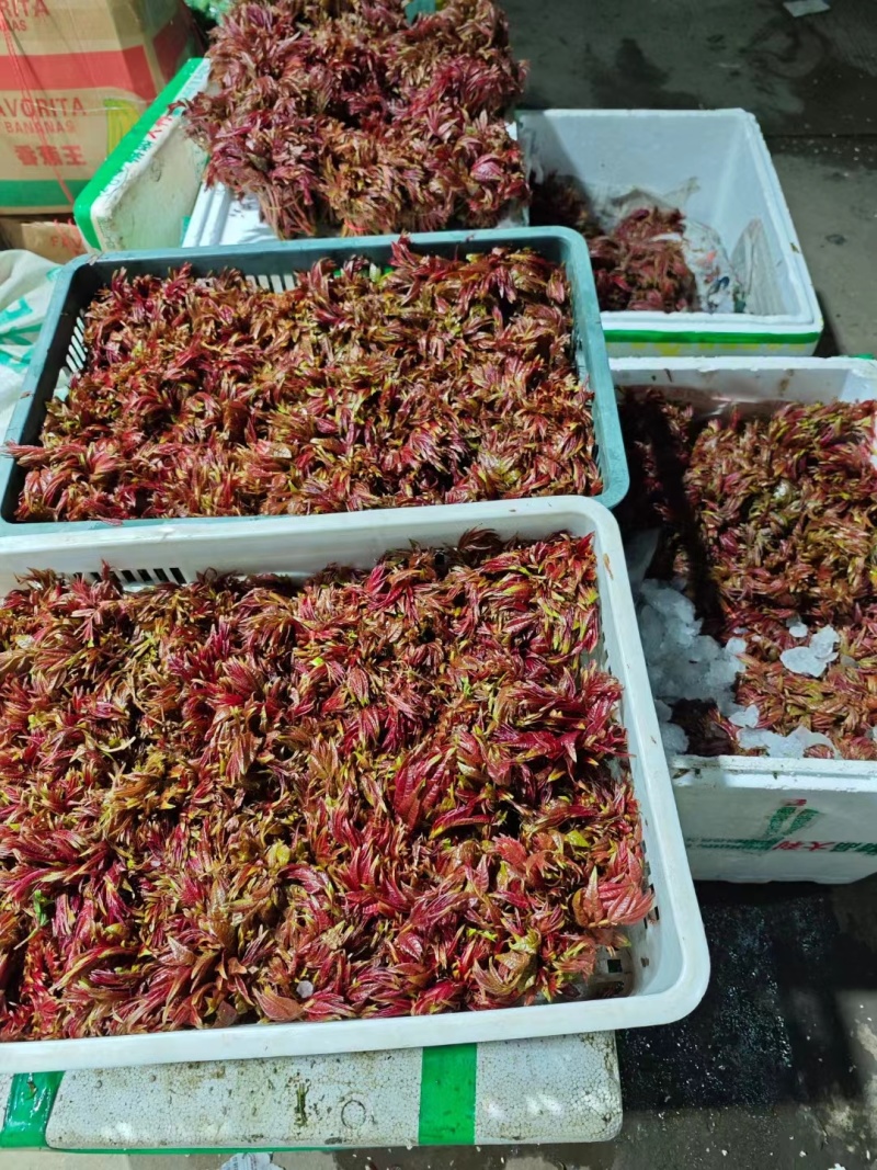 香椿芽