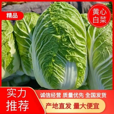 黄心白菜无烧心烧边一手货源供应市场电商加工厂