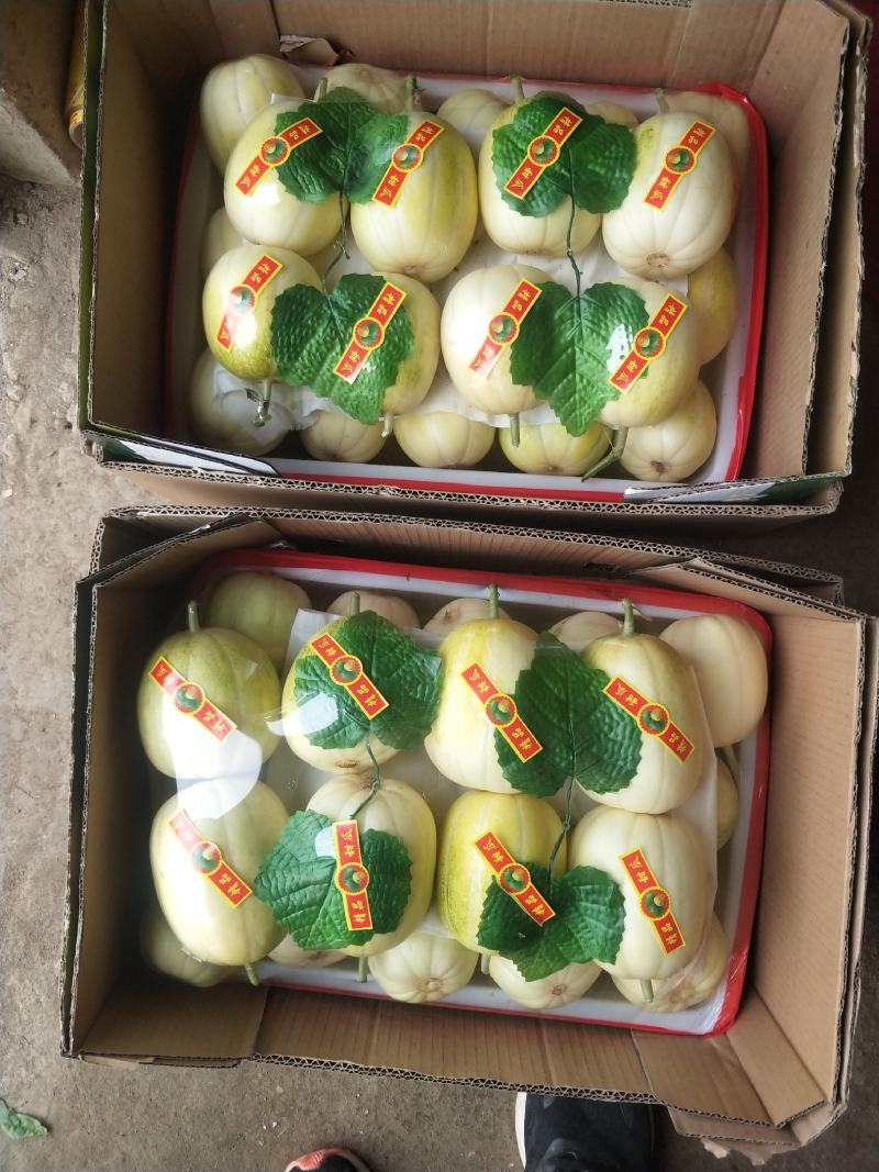 精品金妃香瓜