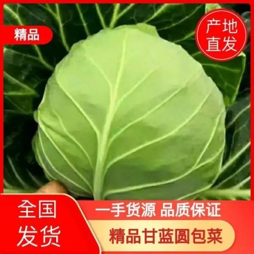 湖北精品甘蓝圆包菜基地发货全国代发一手货源批发欢迎合作