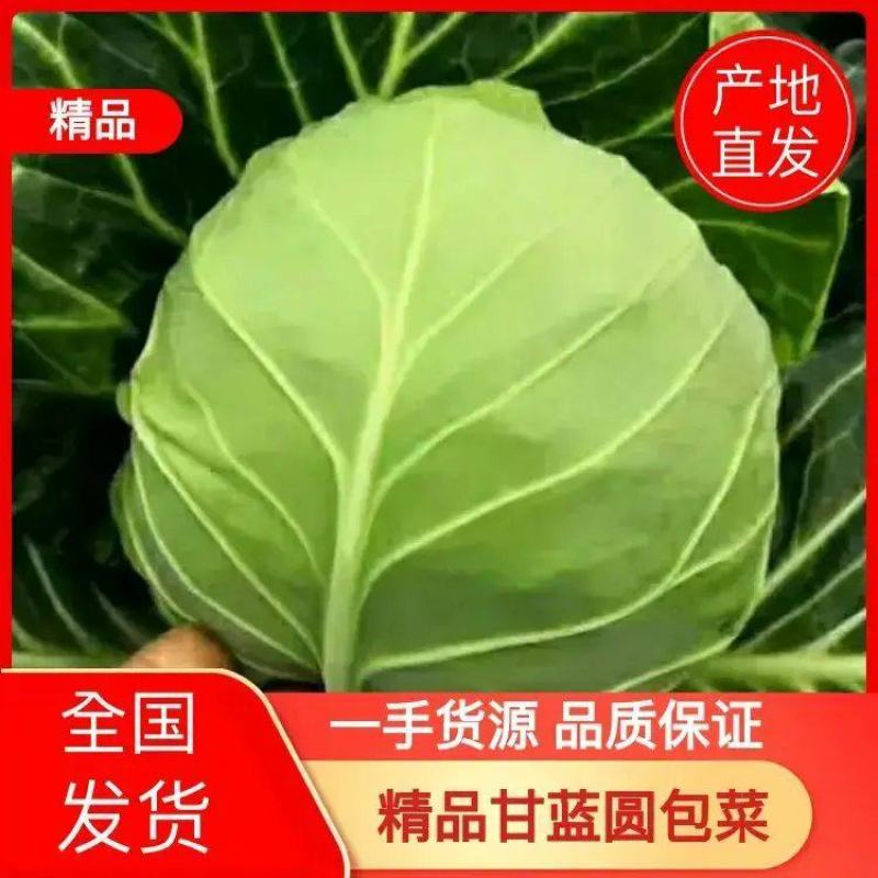 湖北精品甘蓝圆包菜基地发货全国代发一手货源批发欢迎合作