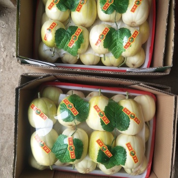 精品金妃香瓜