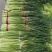 河南周口淮阳蒜苔大量上市，需要的客户联系，可供电商