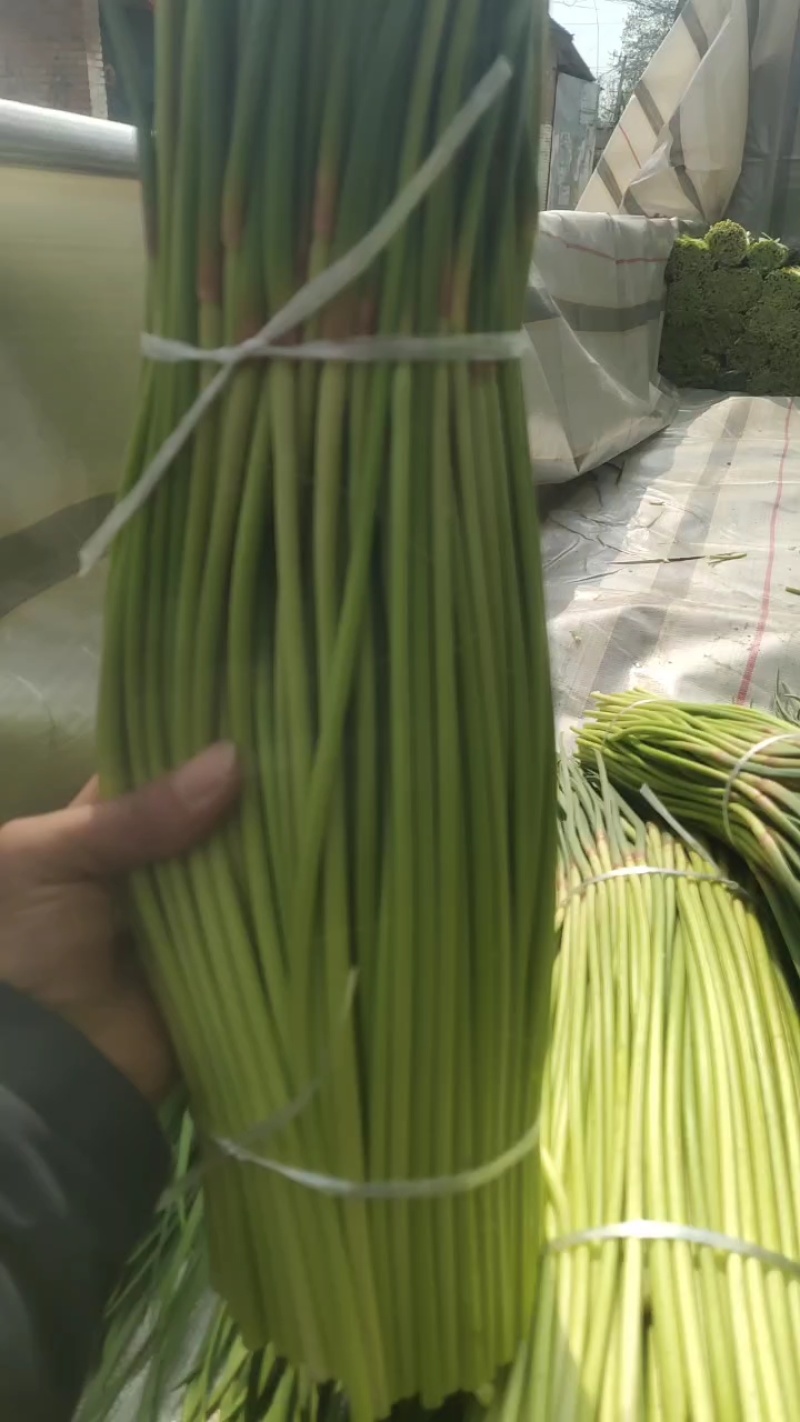 河南周口淮阳蒜苔大量上市，需要的客户联系，可供电商