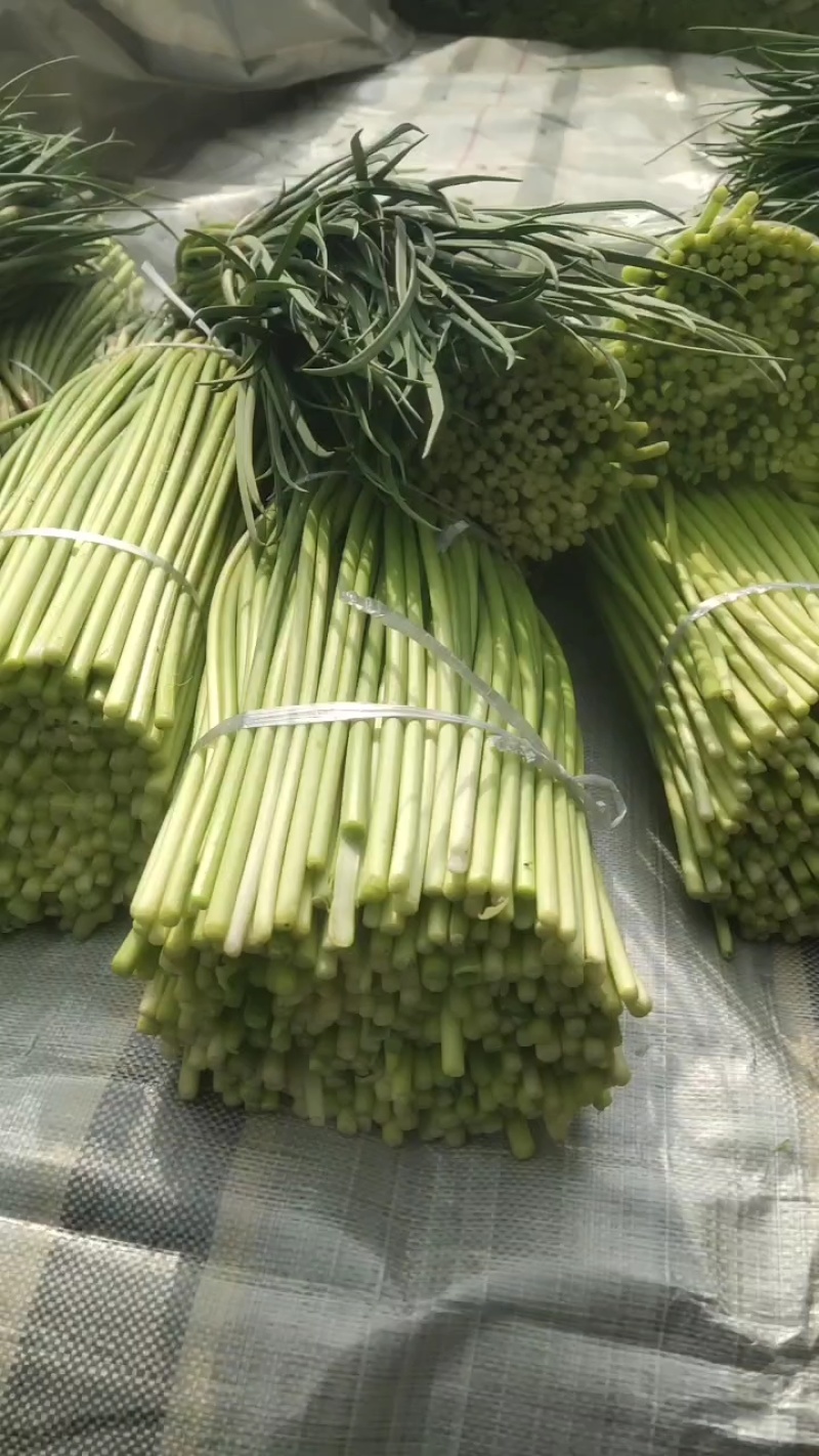 河南周口淮阳蒜苔大量上市，需要的客户联系，可供电商