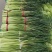 河南周口淮阳蒜苔大量上市，需要的客户联系，可供电商
