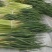 河南周口淮阳蒜苔大量上市，需要的客户联系，可供电商