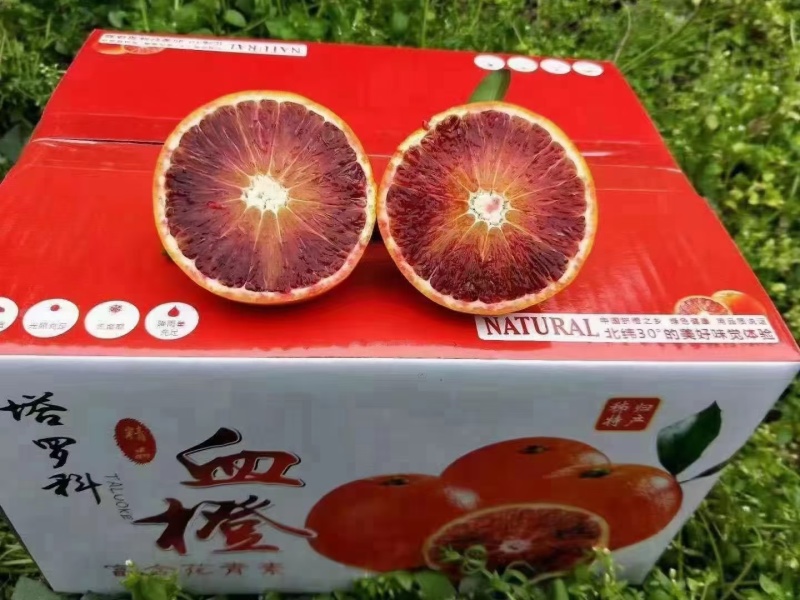 湖北宜昌精品塔罗科血橙，大量供应，水分充足，果肉细腻，