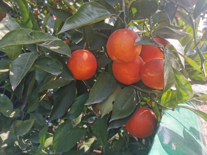 湖北宜昌精品塔罗科血橙，大量供应，水分充足，果肉细腻，