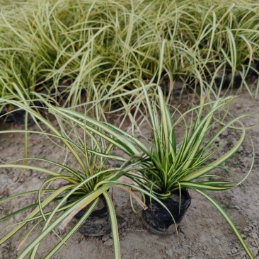 金叶苔草小杯，高度30cm