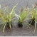金叶苔草小杯，高度30cm