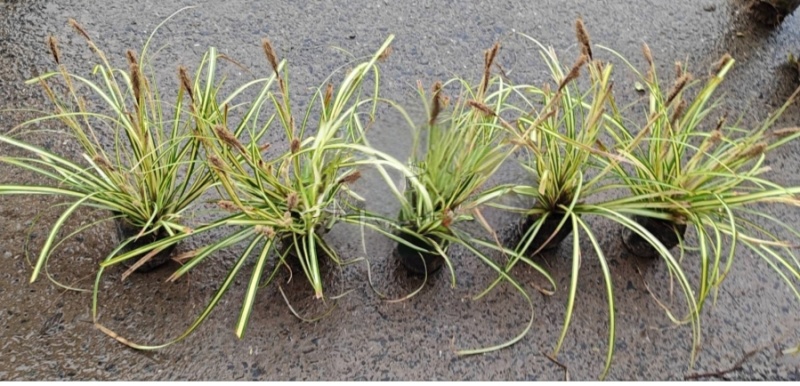 金叶苔草小杯，高度30cm