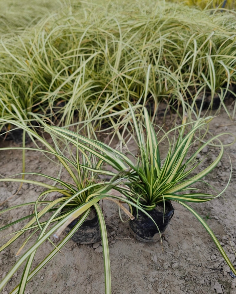 金叶苔草小杯，高度30cm