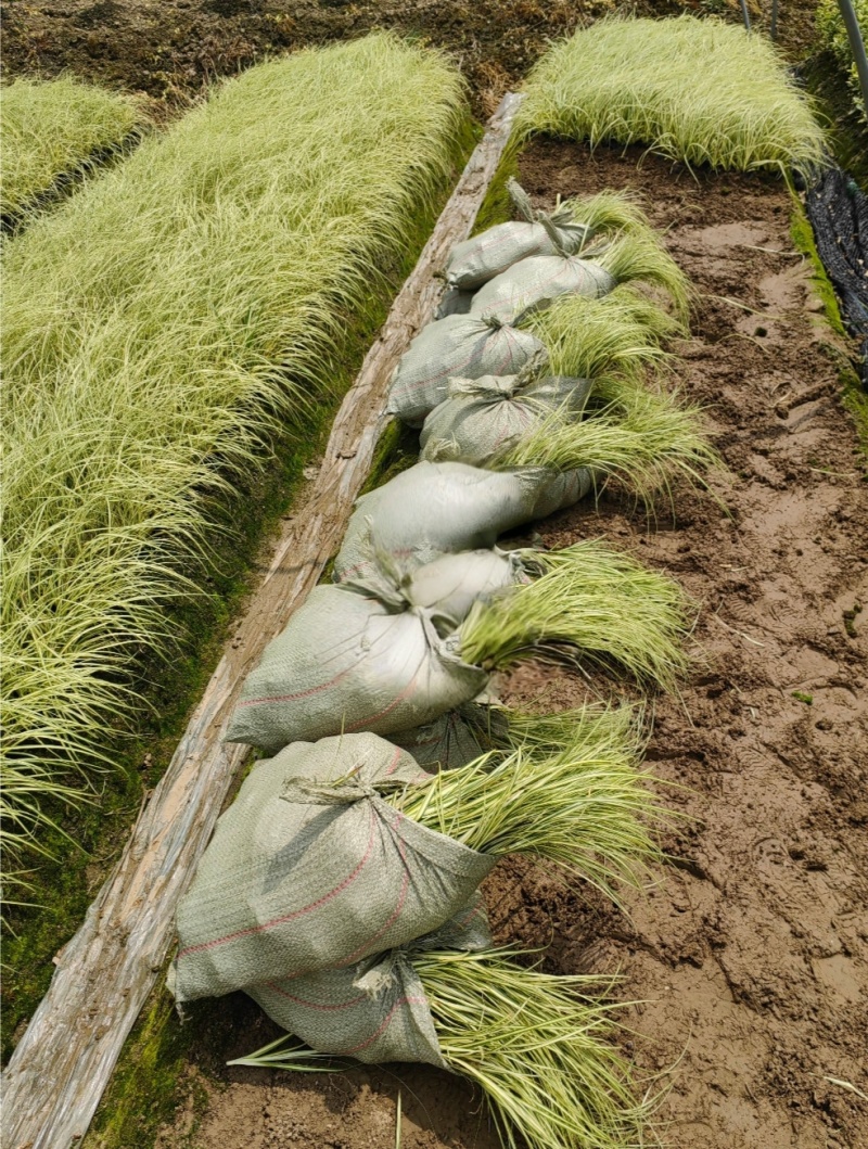 金叶苔草小杯，高度30cm