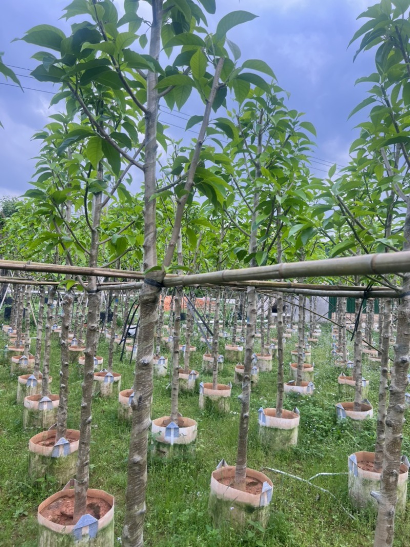 白玉兰3-15分，规格齐全，基地直销，一手货源