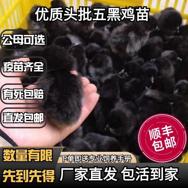 五黑鸡苗包防疫包运输包成活率货到满意付款诚意合作