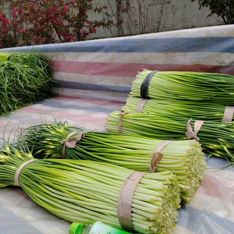 河南省临颍县蒜苔大量上市